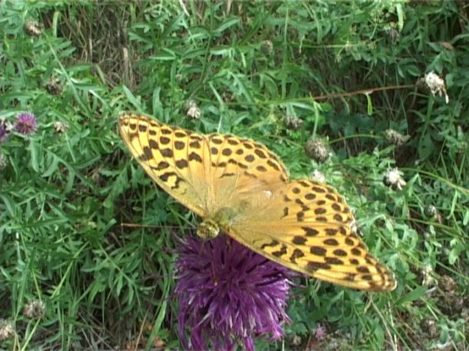 Kaisermantel ( Argynnis paphia ), Weibchen : Nettersheim/Urfttal, Eifel, 06.08.2006 